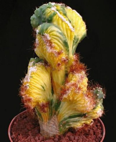 Cereus_sp_cristata_variegata